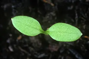 Weed: Chickweed seedling