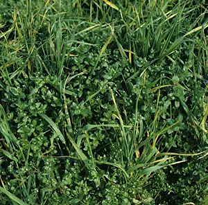 Hordeum: Chickweed (Stellaria media) in Barley crop