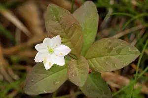 Chickweed: chickweed-wintergreen / Arctic starflower
