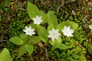 Chickweed: Chickweed Wintergreen in flower