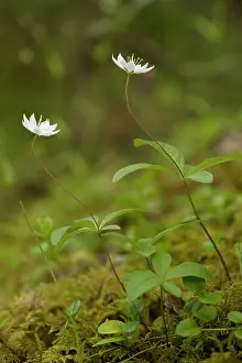 Chickweed: Chickweed wintergreen in flower. A northern woodland flower
