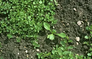 Beet: Chickweed in a young Sugar Beet crop