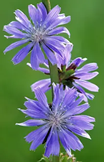 Cichorium: Chicory