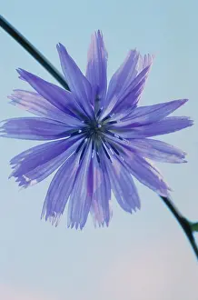 Sailors: Chicory
