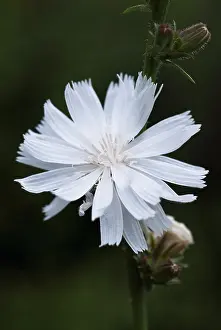 Cichorium: Chicory