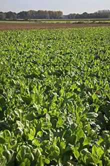 Chicory: Chicory