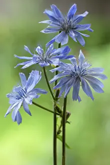Sailors: Chicory