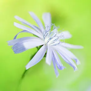 Sailors: Chicory