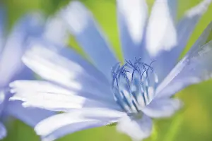 Sailors: Chicory
