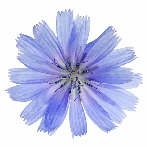 Sailors: Chicory