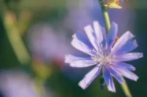 Sailors: Chicory