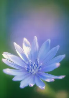 Sailors: Chicory