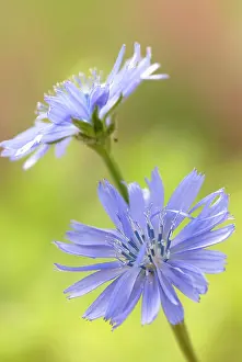 Sailors: Chicory