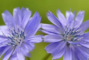 Sailors: Chicory