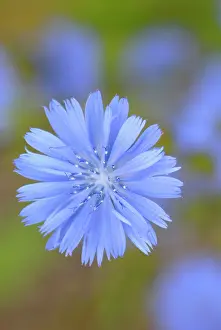 Sailors: Chicory