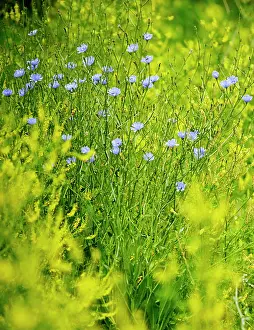 Sailors: Chicory