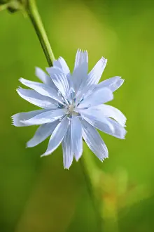Bach: Chicory, Cichorium intybus, Close front view of