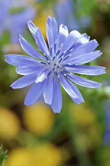 Connected: Chicory, Cichorium intybus, close view of the bright blue wi