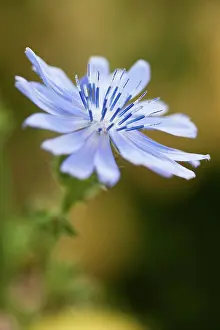 Radiant: Chicory, Cichorium intybus, close view of the bright blue wi