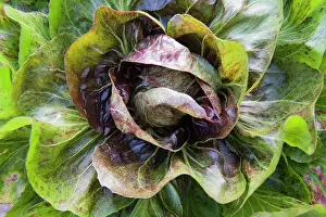 Variegata: Chicory, Cichorium intybus Variegata di Choggia