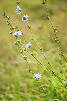 Bach: Chicory, Cichorium intybus, Front view of pale blue