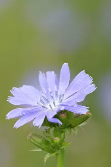 Cichorium: Chicory Flower