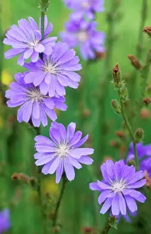 Cichorium: CHICORY - in flower