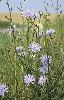 Cichorium: Chicory flower