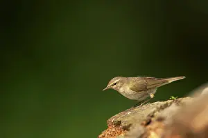 Chiffchaff: Chiffchaff