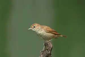 Chiffchaff: Chiffchaff