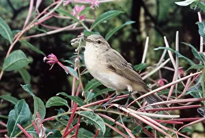Chiffchaff: CHIFFCHAFF