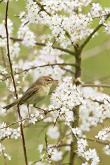 Chiffchaff: Chiffchaff - on Blackthorn blossom