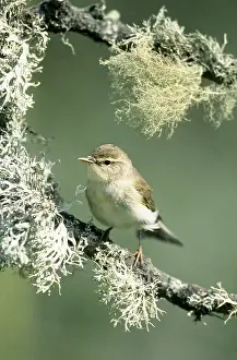 Chiffchaff: CHIFFCHAFF - ON BRANCH