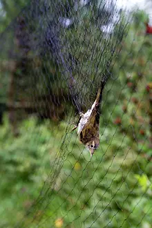 Nylon: Chiffchaff - caught in net - ringing the birds