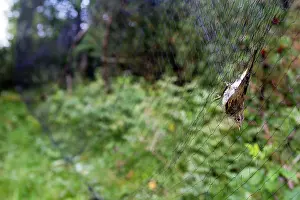 Nylon: Chiffchaff - caught in net - ringing the birds