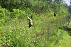 Nylon: Chiffchaff - caught in net - ringing the birds