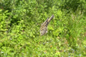 Nylon: Chiffchaff - caught in net - ringing the birds