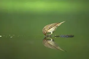 Chiffchaff: Chiffchaff - drinking at forest pool