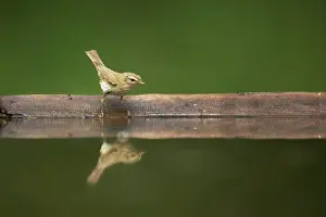 Chiffchaff: Chiffchaff - At forest pool