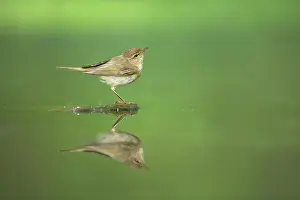 Chiffchaff: Chiffchaff - at forest pool