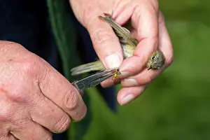 Chiffchaff: Chiffchaff - in hand - ringing the birds for the