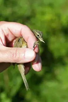 Chiffchaff: Chiffchaff - in hand - ringing the birds for the