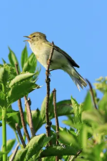 Chiffchaff: Chiffchaff - male, singing from bush