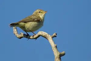 Chiffchaff: Chiffchaff - male singing in Spring