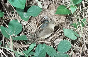 Jack Bailey: CHIFFCHAFF - AT NEST