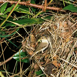 Grubs: CHIFFCHAFF - at nest with grubs in beak