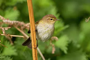Chiffchaff: Chiffchaff - Perched on bracken stems
