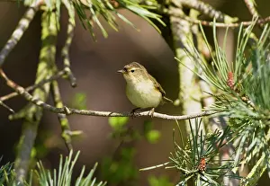 Chiffchaff: Chiffchaff - Perched on song in Pine tree