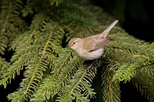 Chiffchaff: Chiffchaff - Perched on tree