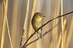Chiffchaff: Chiffchaff (Phylloscopus collybita) Germany